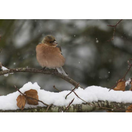 Feeding birds in winter.