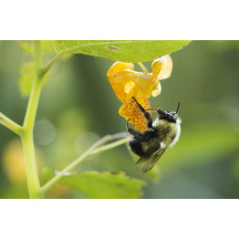 Solitary Bees waking up!