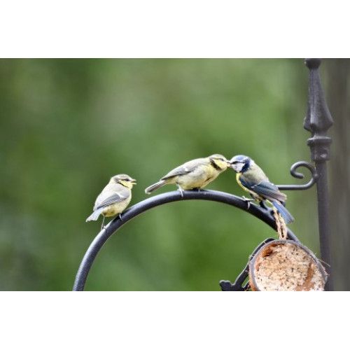 Blue Tits feeding by Beverley