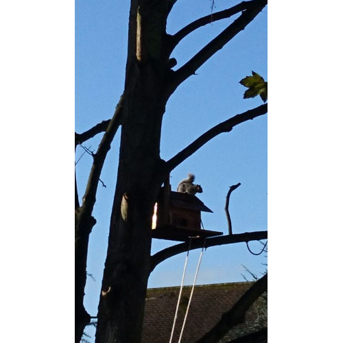 Squirrel feeding by Helena