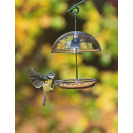 Getting Started with Bird Feeding