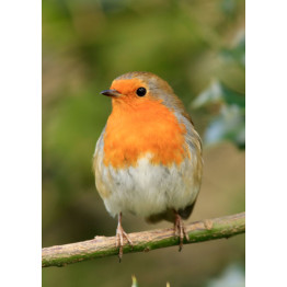 Look after Robins this Winter