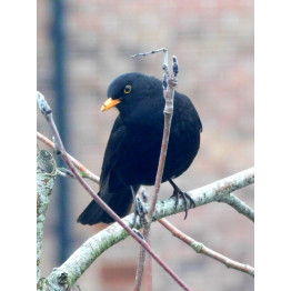 Dawn Chorus in January?