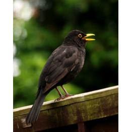 Why are suet pellets good for wild birds