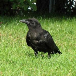 Feeding larger wild birds