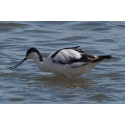 Avocet by Dave Capps - Avocet by Dave Capps