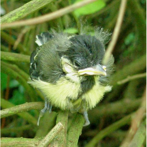 Baby Blue Tit by Julia David - Robin and Tit mix please!