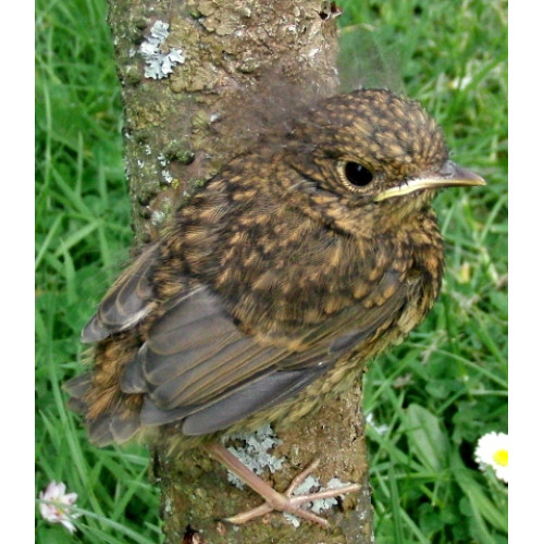 Baby Robin by Julia David - Robin and Tit mix for lunch?