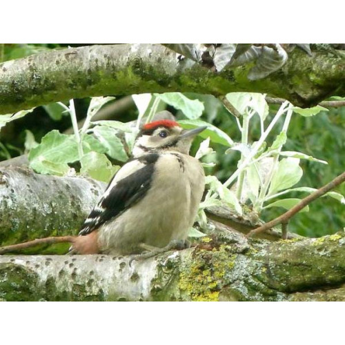 Baby Woodpecker by Sue Mumford - Hurry up Mum!!