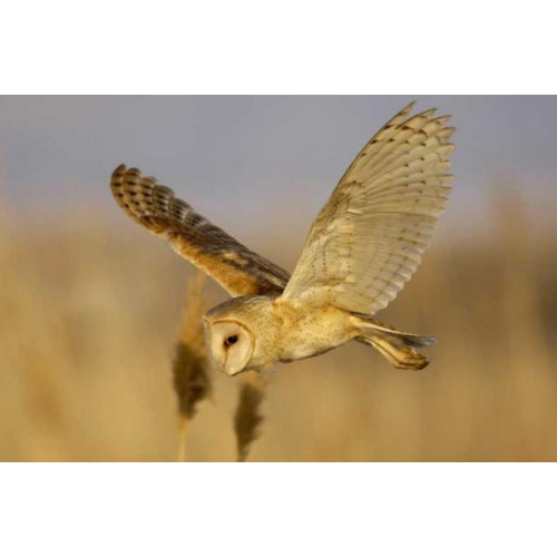 Barn Owl - Barn Owl in flight