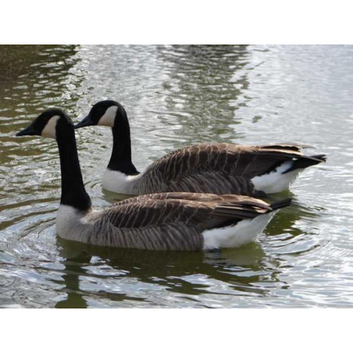 Barnacle Geese by Brenda - Barnacle Geese