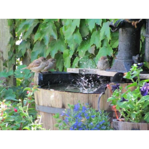 Bath time - form an orderly que!! - By Joe Dee Phoenix