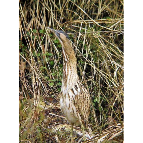 Bittern by Barry Woodhouse - Wild bird food for your garden birds from British BIrd Food