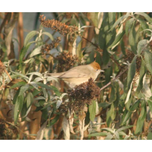 Black Cap female by Jo Mills - wild bird food suppliers, garden bird feeders, peanuts, sunflower hearts, garden bird mixes