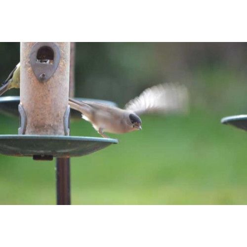 Black Cap by Will Hare - Fleeing the feeder after enjoying a feast of our No Mess Seed Mix!