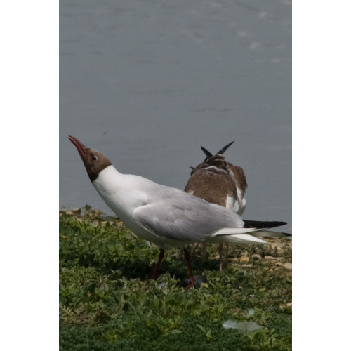 Black Headed Tern by Dave Capps - Black Headed Tern by Dave Capps