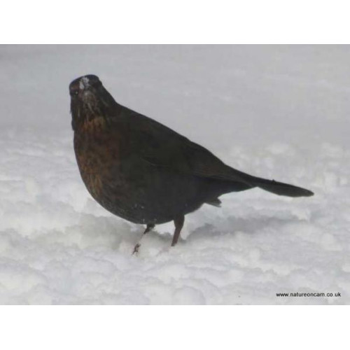 Blackbird in the snow by Greg Laver - A familiar sight in the last month!