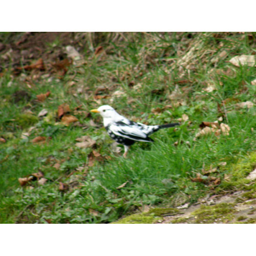 Blackbird by Glyn Jones - A White / Blackbird in Lockley wood by Glyn Jones