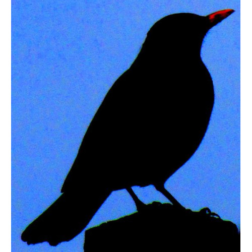 A shady Blackbird by Jodie - Blackbird and Thrush food at British Bird Food is a brillient mix for all your garden birds.