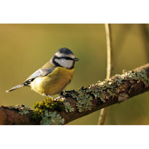 Blue Tit by Robert Hamilton - Blue Tits love to eat Robin and Tit mix