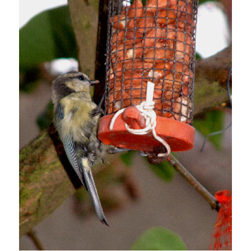 Blue Tit in the garden by Shiela Seymour