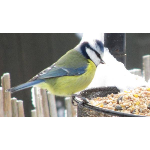 Blue Tit feeding by Jodie - Blue Tit's love Robin and Tit Food as well as mealworms for birds.