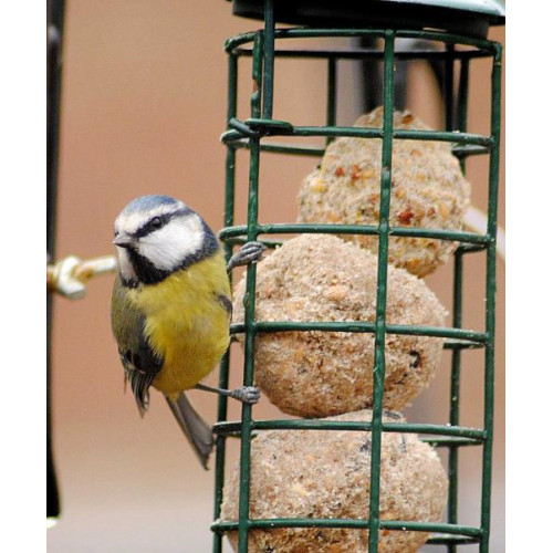 Blue Tit by Barry Woodhouse - Blue Tits love Robin and Tit Food