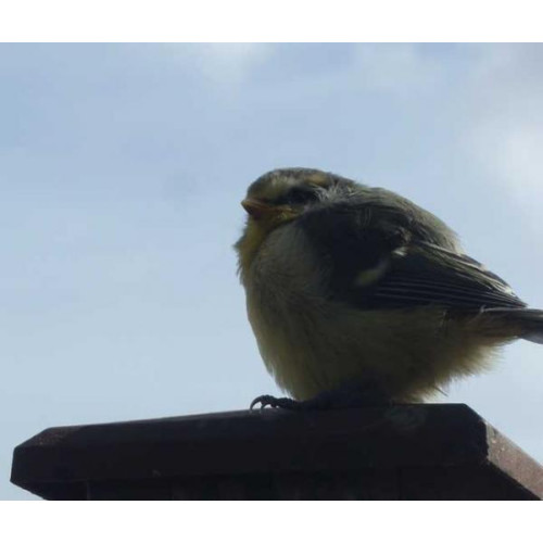 Blue tit fledgling by Mary Fuller - Blue Tits love Robin and Tit food from British Bird Food