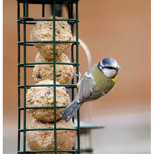 Blue Tit by Barry Woodhouse - Robin and Tit food is great for Blue Tits