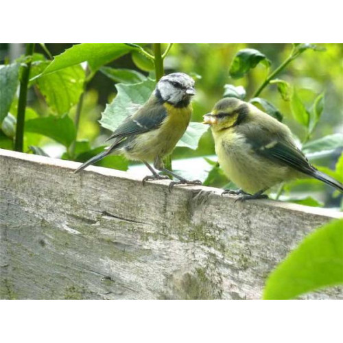 Parent and Child by Sue Mumford - Blue Tits young and old will enjoy Robin and Tit mix from British Bird Food