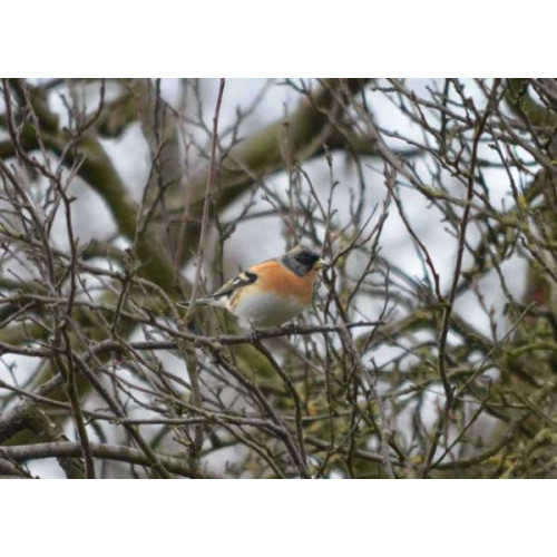 Brambling by Will Hare - Another lovely image from Will - a Brambling in its typical habitat