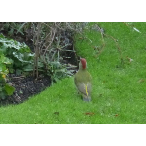 Green Woodpecker - Tony Taylor - Female woodpecker on the lawn of Mulberry Cottage, Chswick, taken by Tony Talor