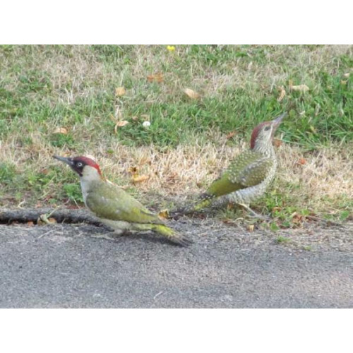 Stephen Bourton's pair of Green Woodpeckers. - Green Woodpeckers in the garden