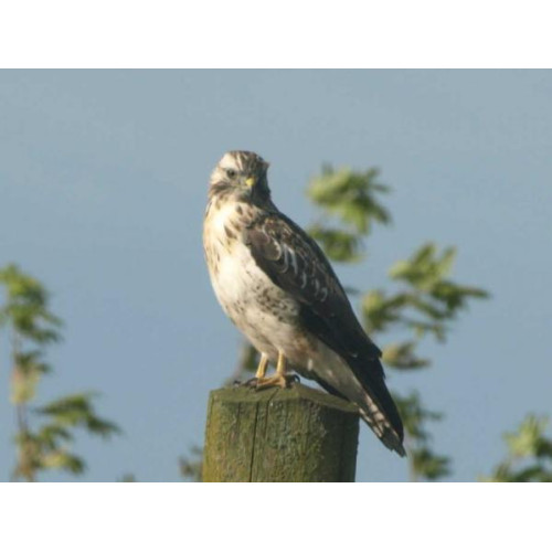 Buzzard by Glyn Jones - One of the Lockley Wood Buzzards, not far from BBF HQ!