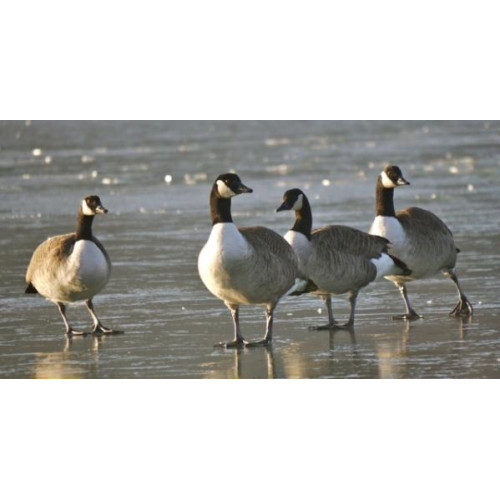 Canada Geese by Karen Wood - Strictly Come Ice Dancing Canada Geese at Moses Gate Country Park, Bolton