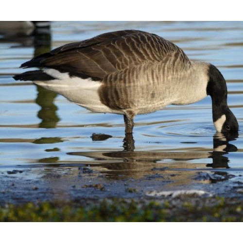 Canada Goose by Karen Wood - Canada Goose at nearby Moses Country Park