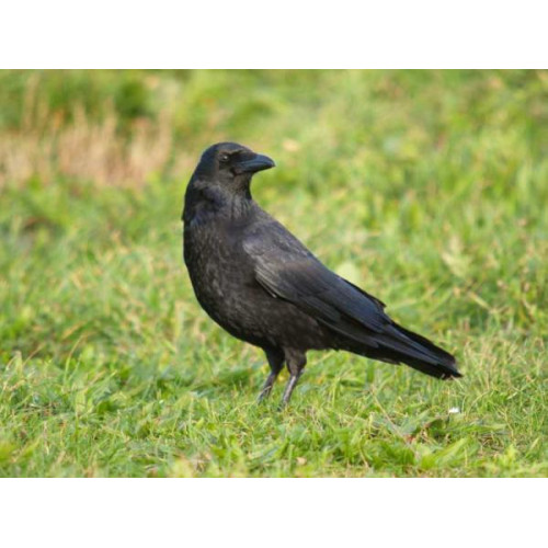 Carrion Crow - Garden Bird Food - A Crow, out for a stroll