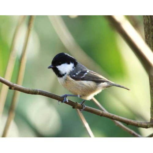 Coal Tit - Autumn Conditioner Mix - A Coal Tit on a branch