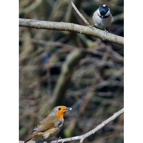 Coal Tit and Robin by Jim McKinna - Coal tit looking down to a Robin thinking