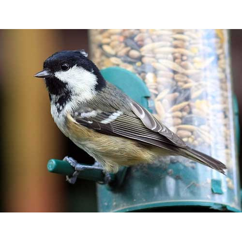 Coal Tit by Shaun Donoclkey - Robin and Tit Food