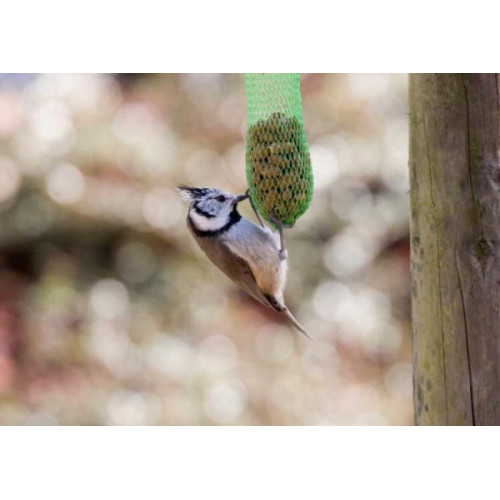 Crested Tit - Garden Bird Seed - Crested Tit - Only found in Scotland