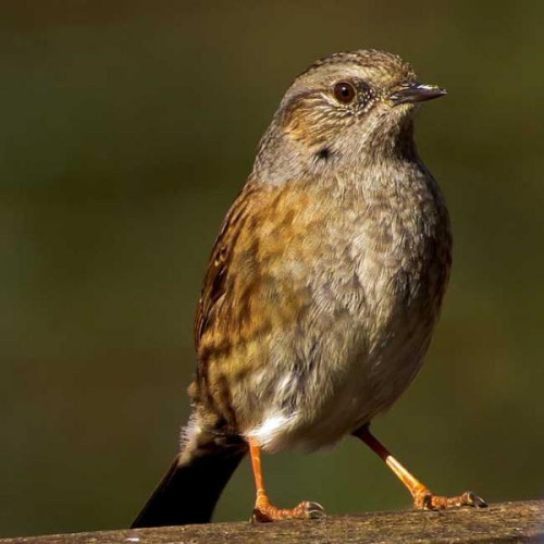 Dunnock by JUNE SOBIECHOWSKI - Dunnock's love our Winter mix bird food