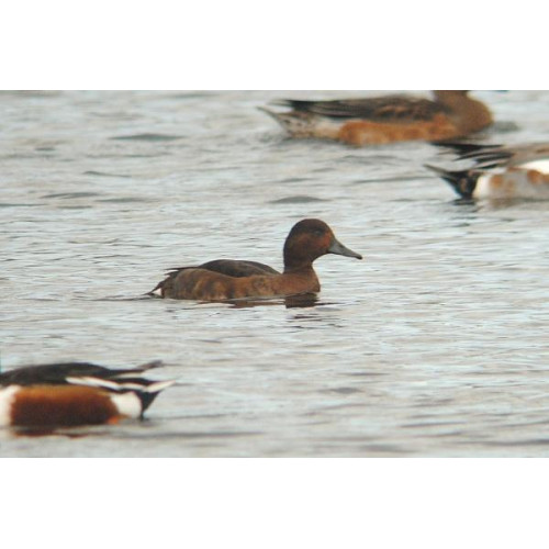 ferruginious duck by Barry Woodhouse - Ducks eat mixed corn