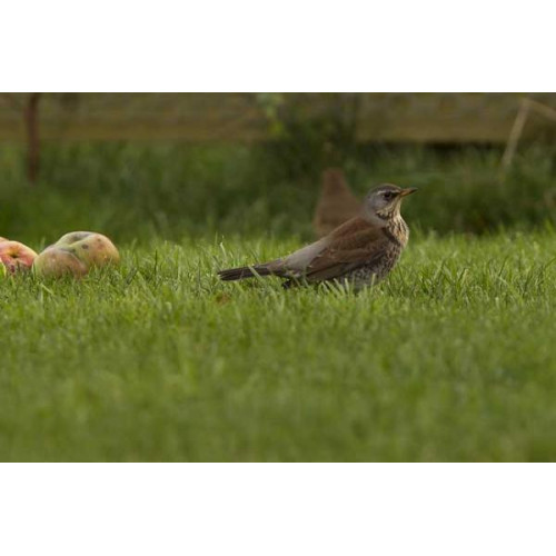 Fieldfare by Jill Barrow - Tempted into the garden by windfall apples!