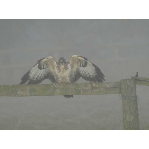 Foggy Buzzard by Glyn Jones - You looking at me ???