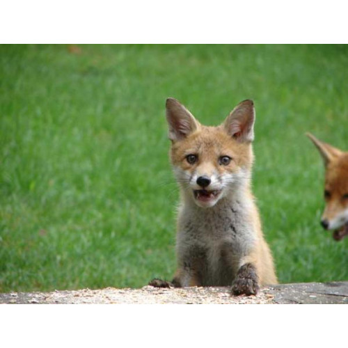 Fox cub by Brenda - Hello - what's up 'ere then?