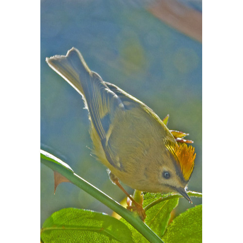 Goldcrest by Dave Capps - Goldcrest like British Bird Food such as Robin and Tit mix