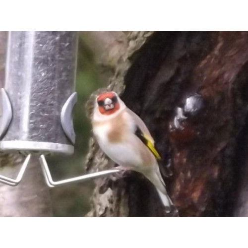 Goldfinch by Cliff - Goldfinch enjoying a Niger breakfast