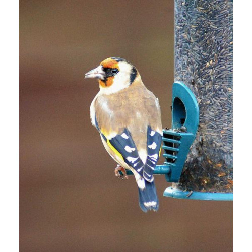 Goldfinch by Barry Woodhouse - Goldfinches love Finch Food