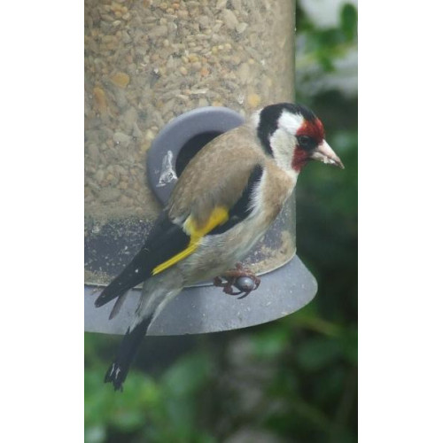 Goldfinch by Kath Shaw - Goldfinches love Niger seed from British Bird Food